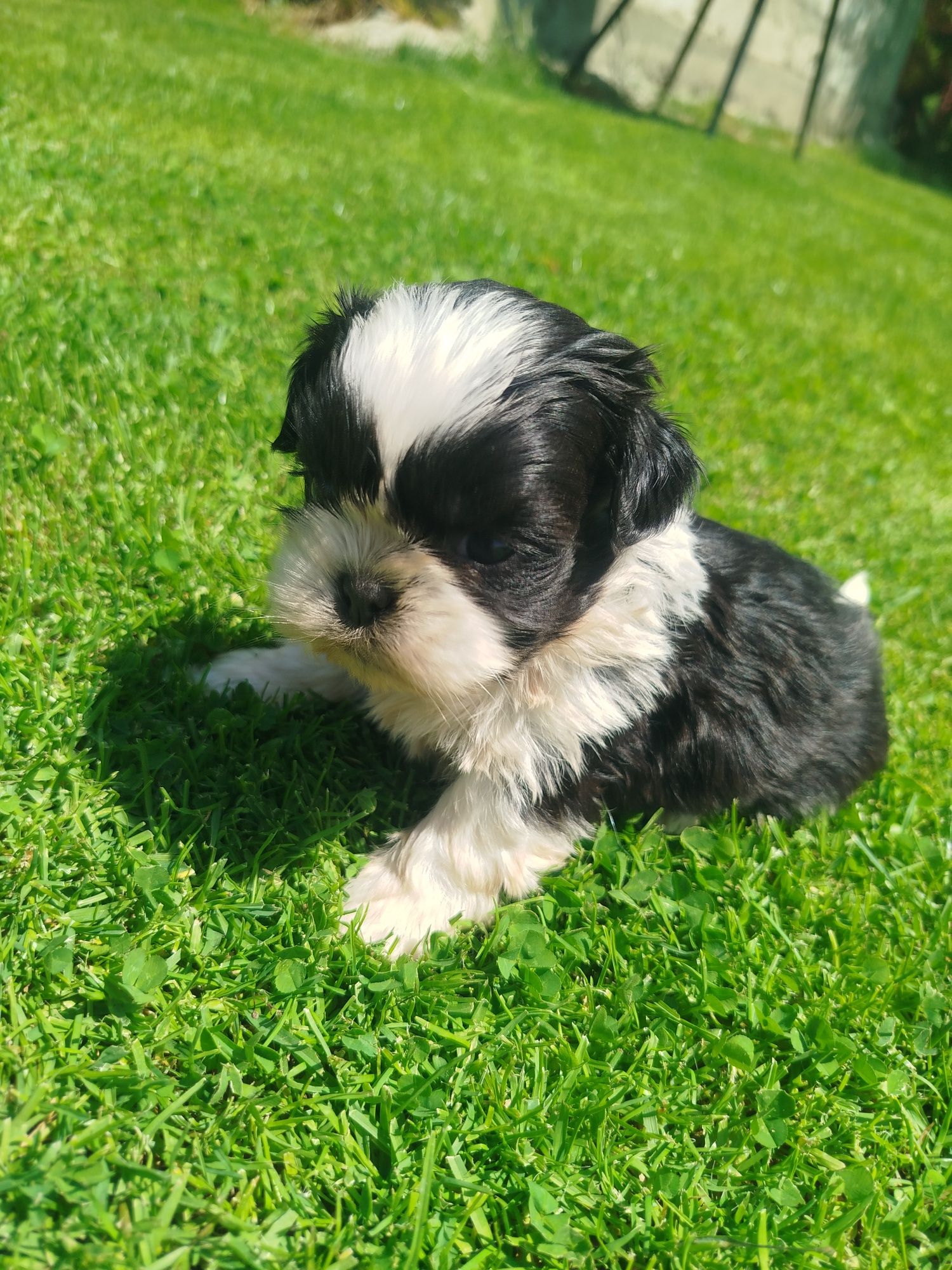 Shih tzu gotowe do odbioru