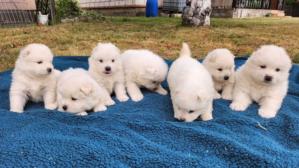 Szczeniaki Samoyed ZKwP FCI