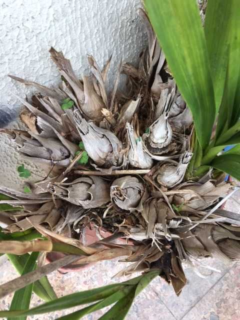 Vendo bolbos de orquídeas de exterior nas fotos.
