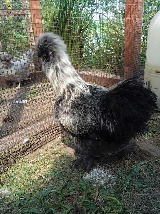 Silki, kochin miniaturowy, Białoczub jaja lęgowe