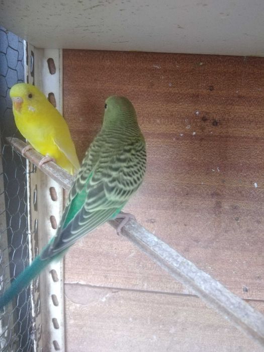 Periquitos Australianos