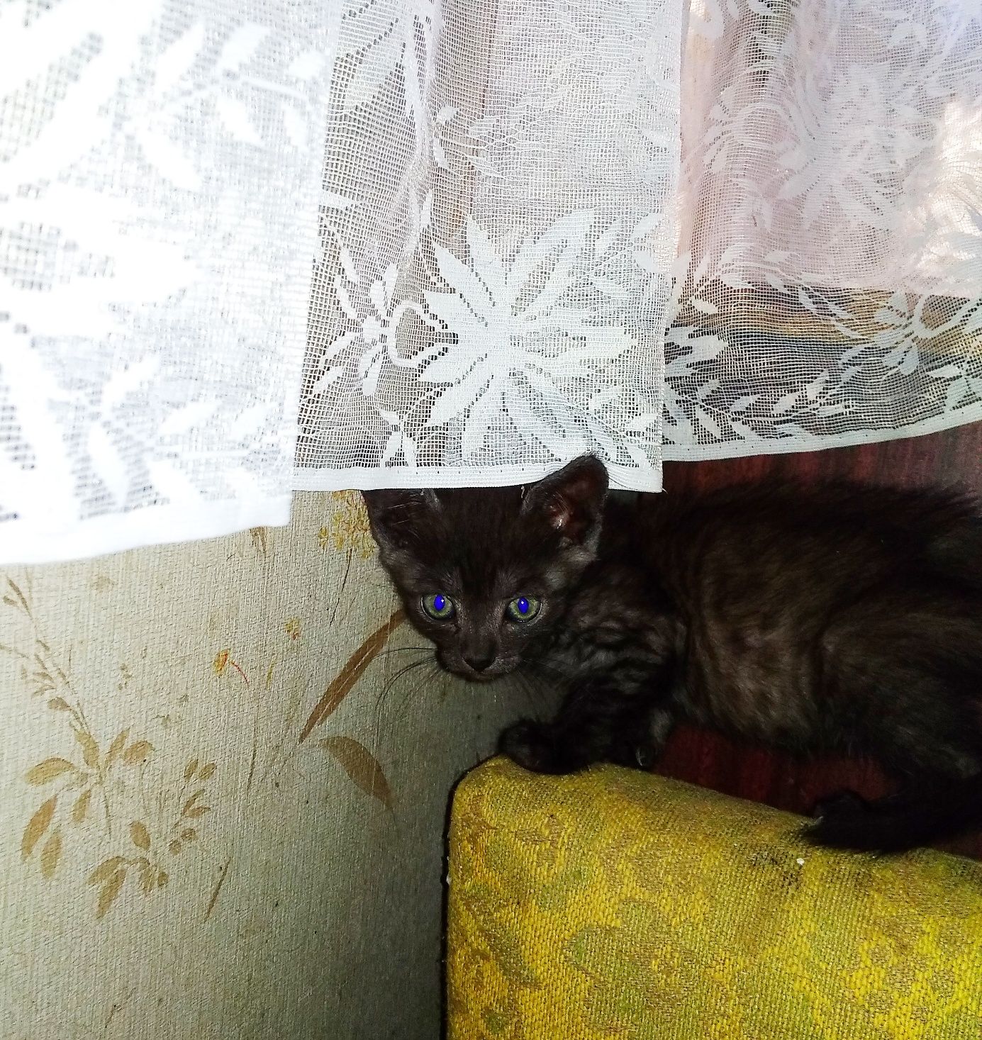 Подарую гарненьких кошенят