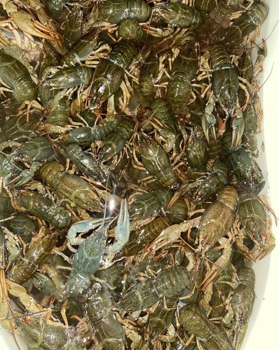 Раки свежие продам