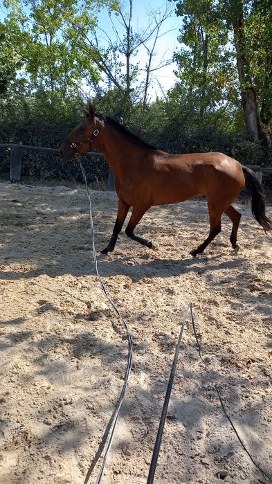Égua cruzada lusitana