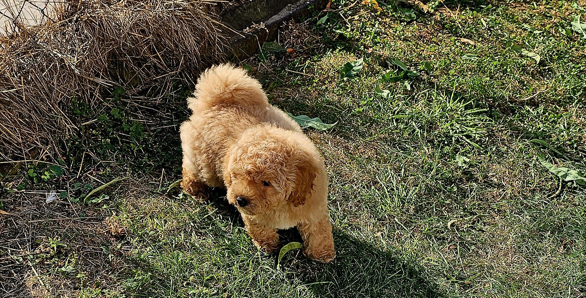 Bichpoo piesek f1 nie maltipoo