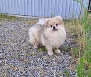 Pomeranian szpic miniaturowy