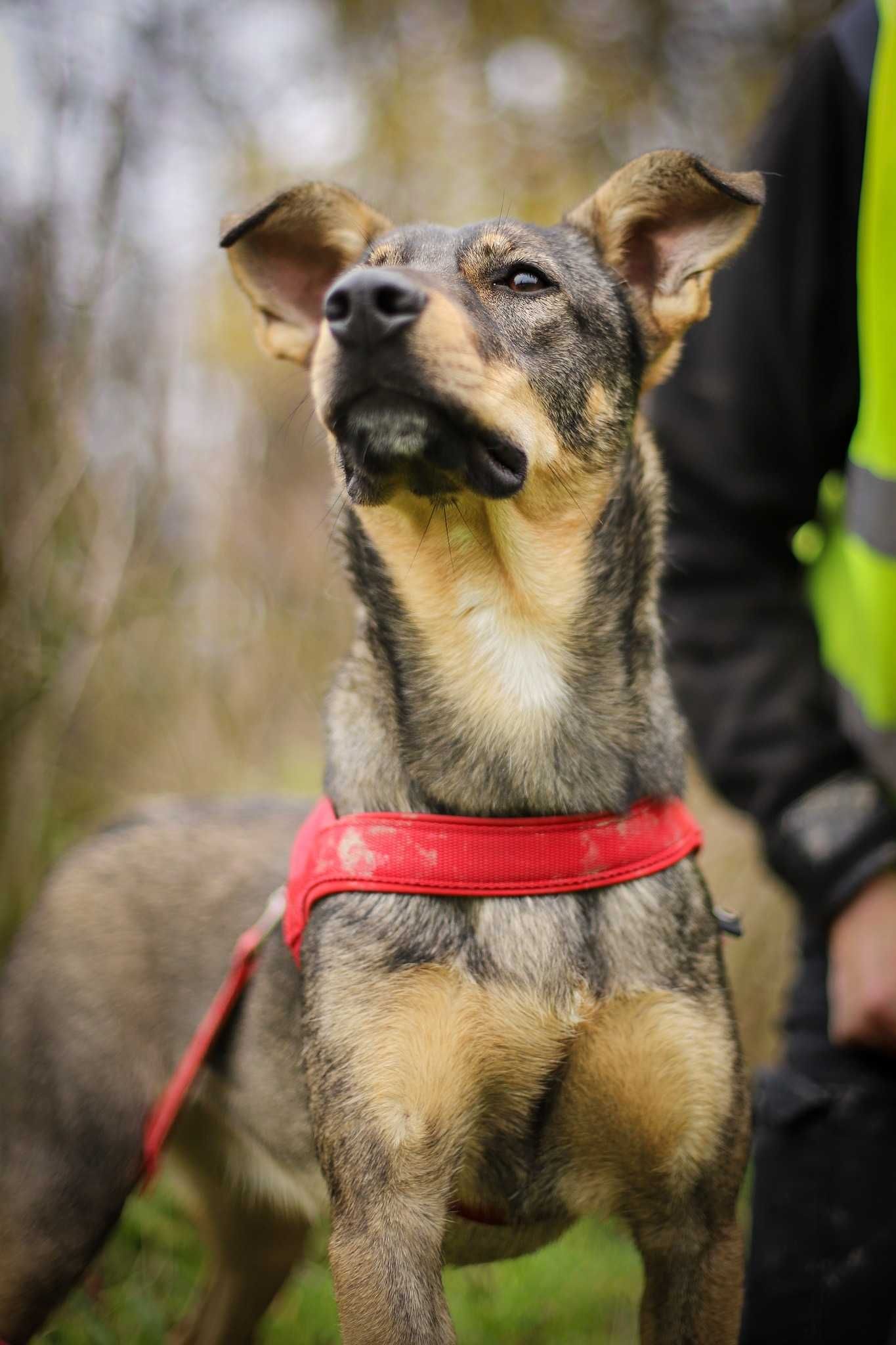 Calinka do adopcji roczna sunia FILMIK