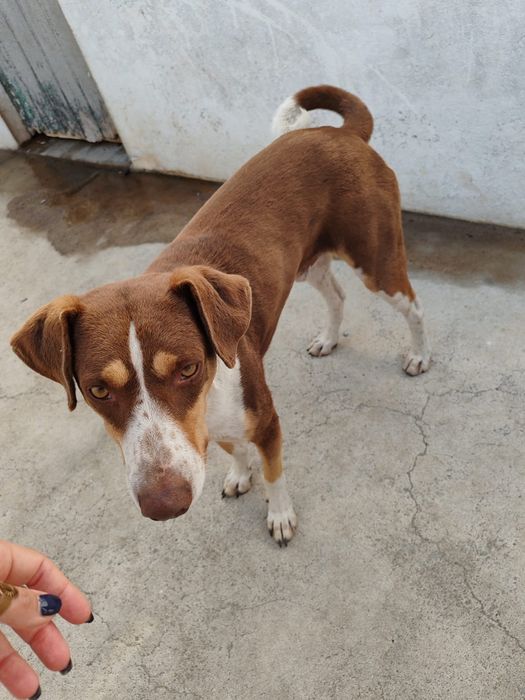 Cão raça indefinida para adoção