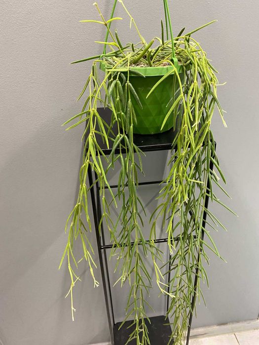 Hoya Linearis Hoja