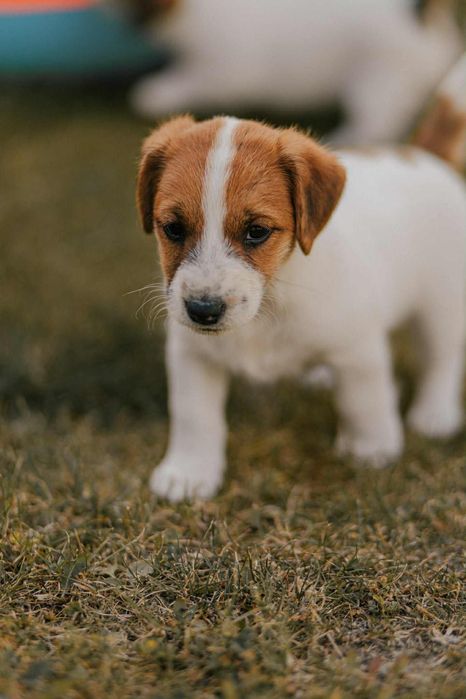 Jack Russell Terrier
