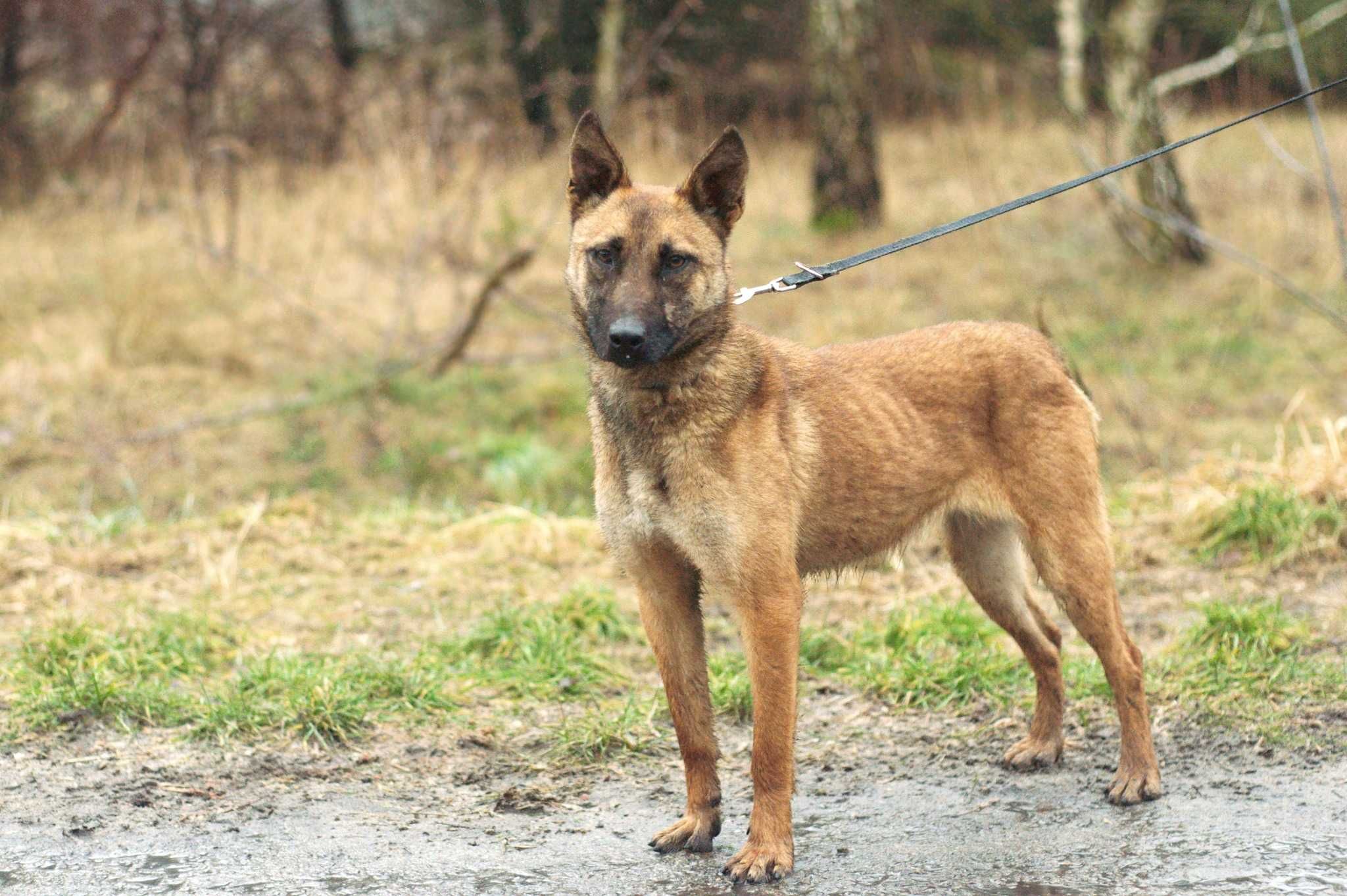 Holma ułożona sunia w typie owczarka belgijskiego