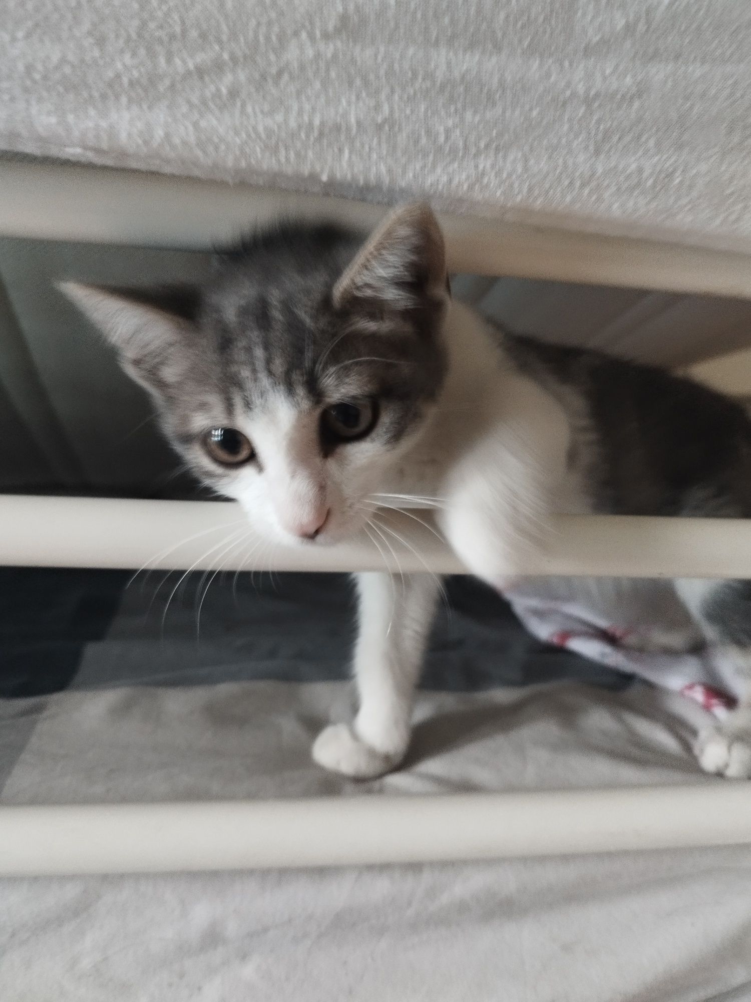 Gatinho bebê para adoção responsável.