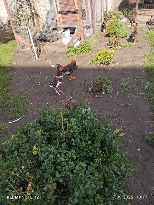 2 kogutki kochin miniaturowy i kolorowe liliputy