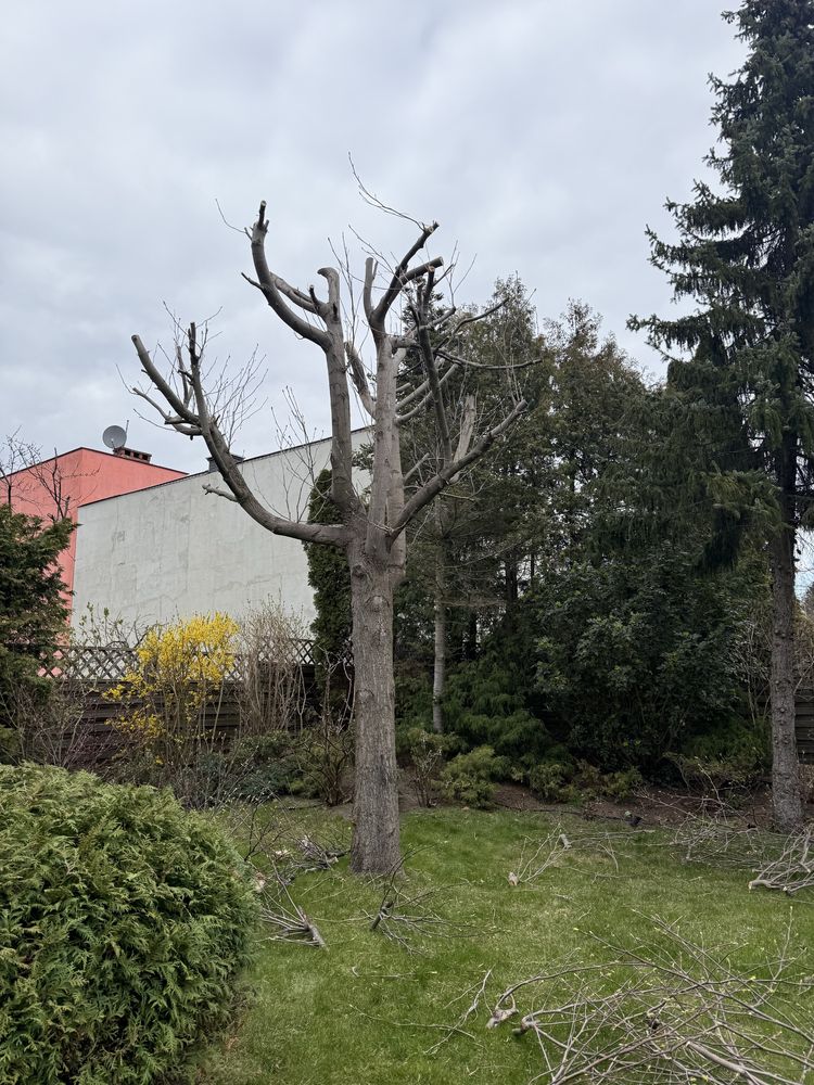 Czyszczenie działek Podnośnik koszowy Wycinka drzew przycinanie tui