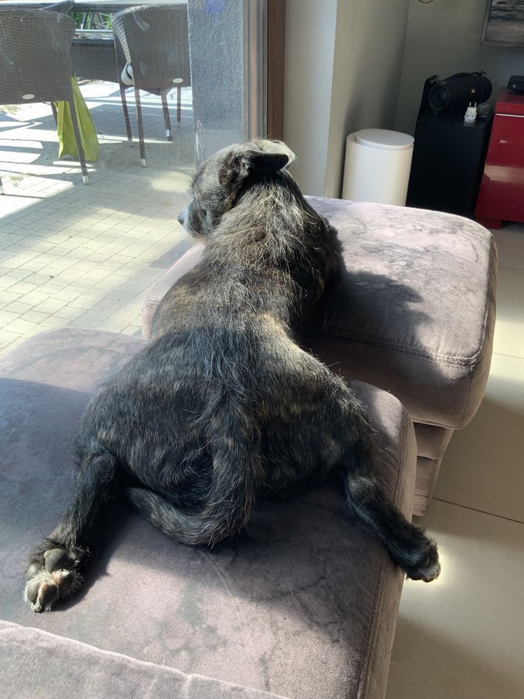 PILNIE Oddam suczke w dobre ręce