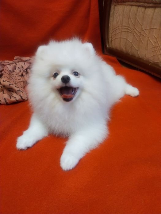 Позитивный щенок