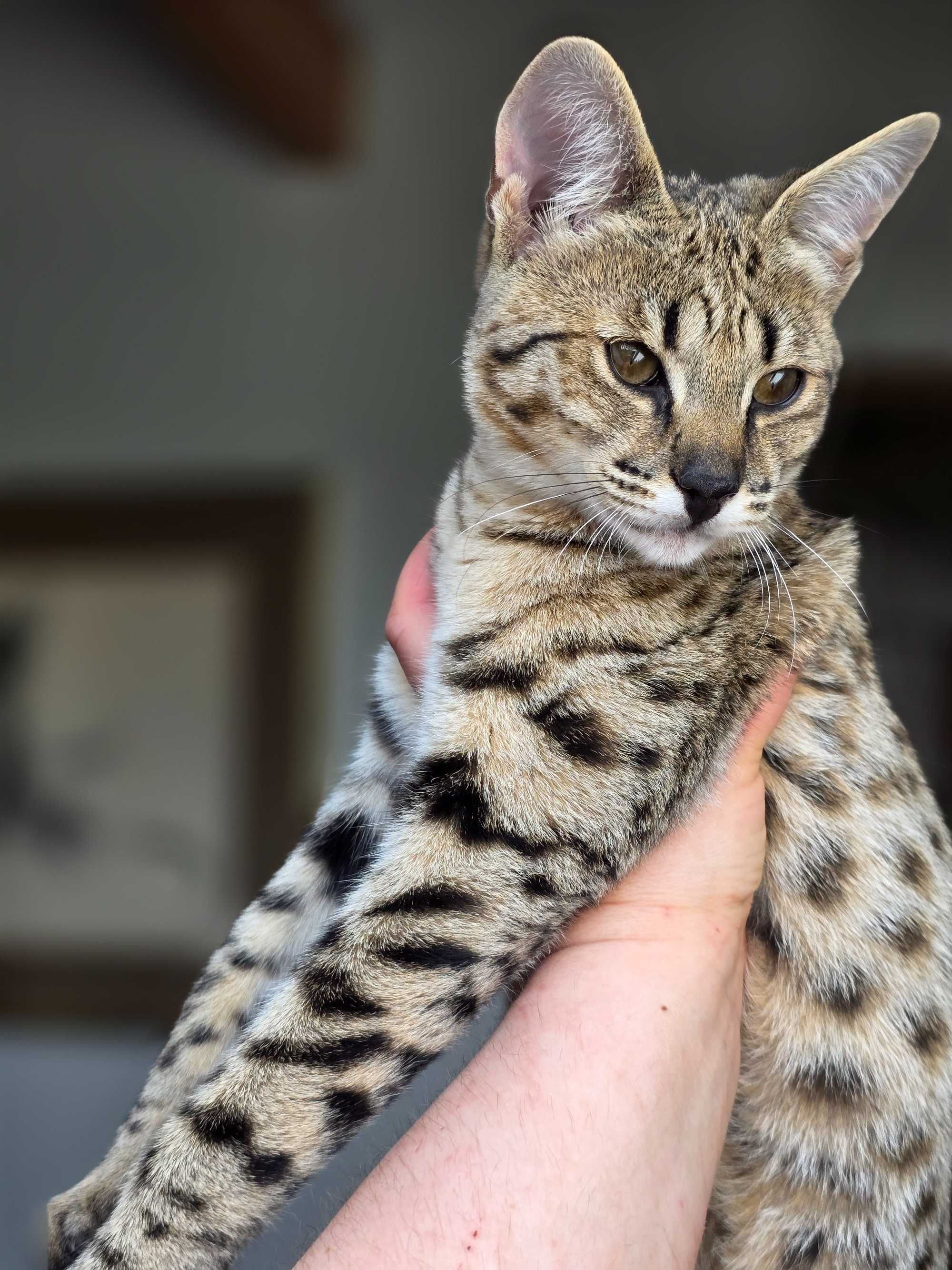 Safi, Wyjątkowa Savannah F2. Najbardziej unikalna rasa świecie.