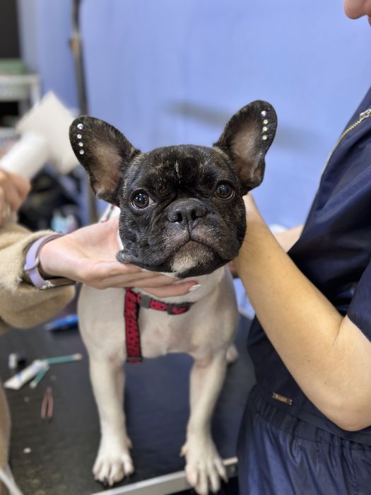 Грумінг, креативний грумінг