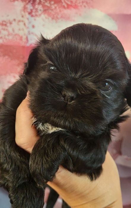 Shih-tzu shihtzu pies z rodowodem odbior początek grudnia