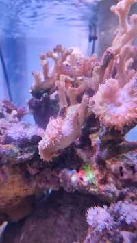 Koralowiec akwarium morskie Sarcophyton grubopolipowy