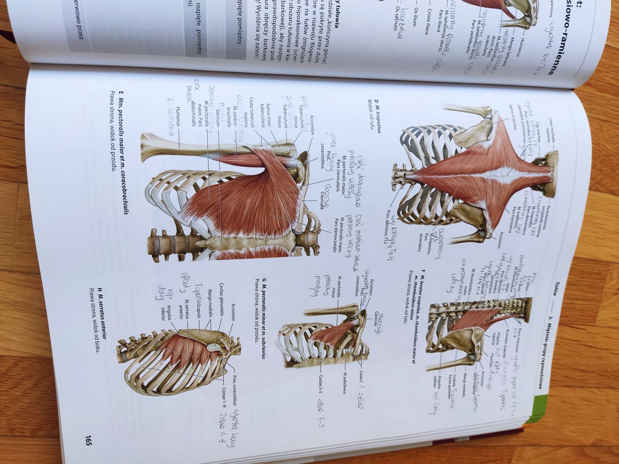 Prometeusz atlas anatomi człowieka anatomia ogólna i układ mięśniowo s