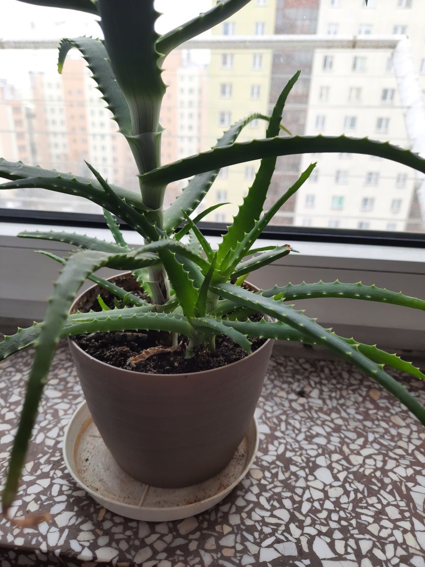 Aloes leczniczy 50 cm .