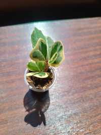 Ficus sweetheart fikus