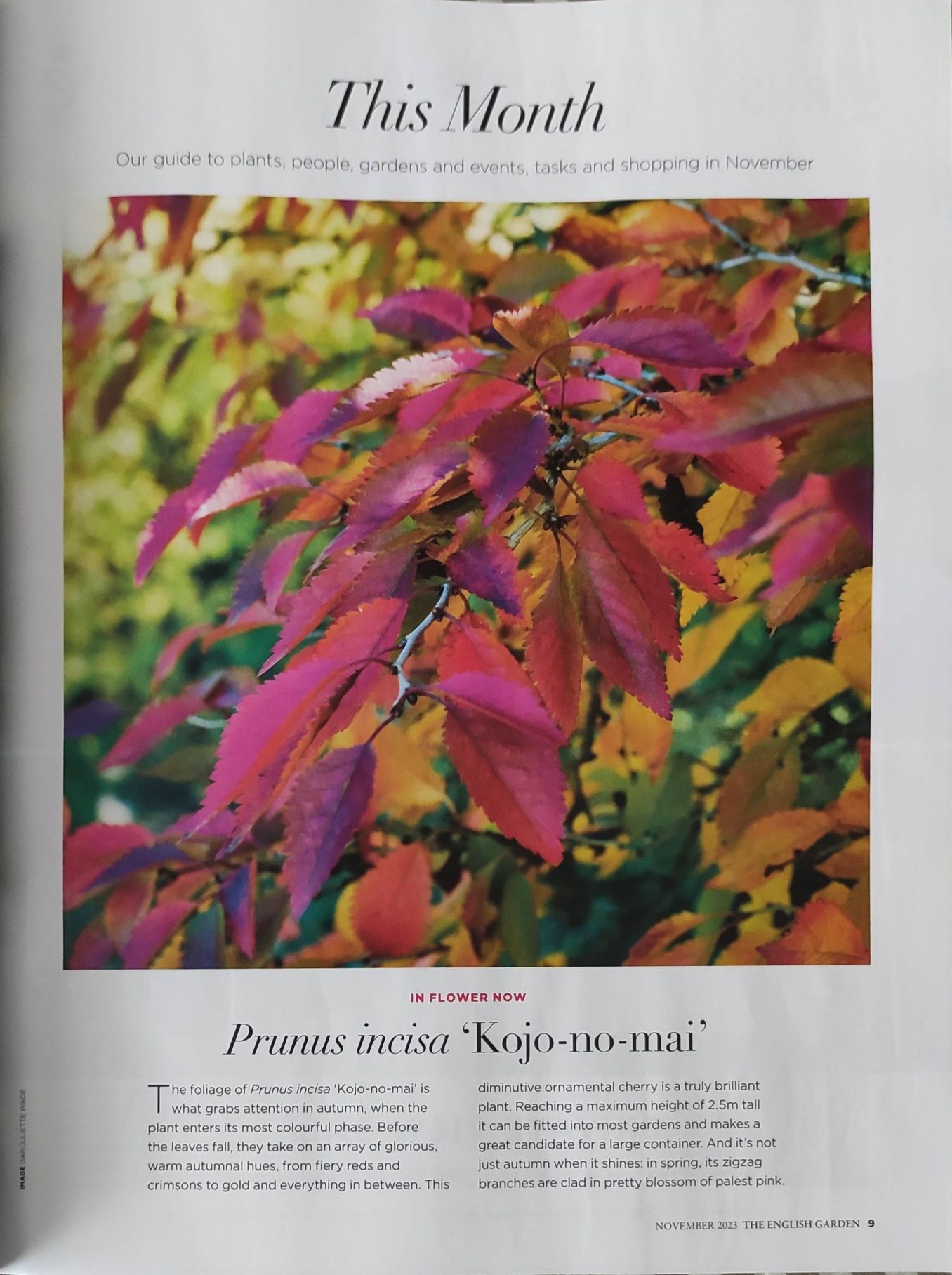 The English Garden 11/2023 pismo branżowe ogrodnictwo hobby natura