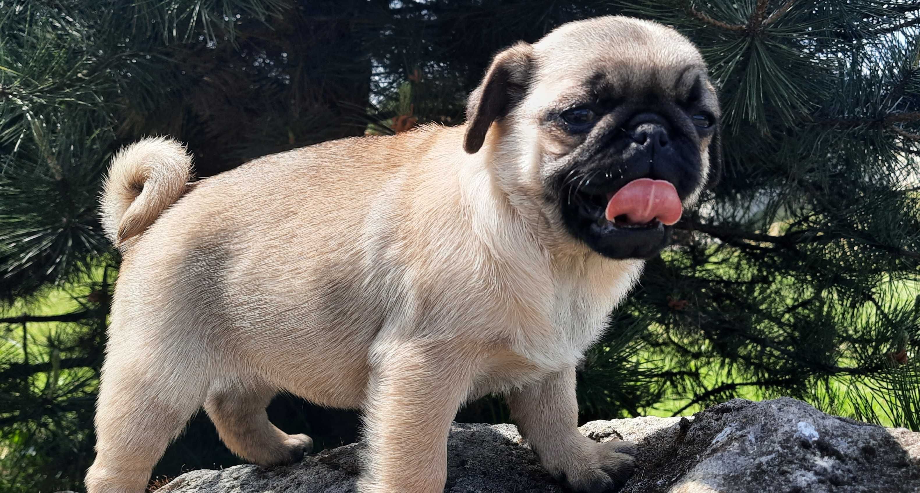 Mops suczka szczeniak Swiętokrzyskie