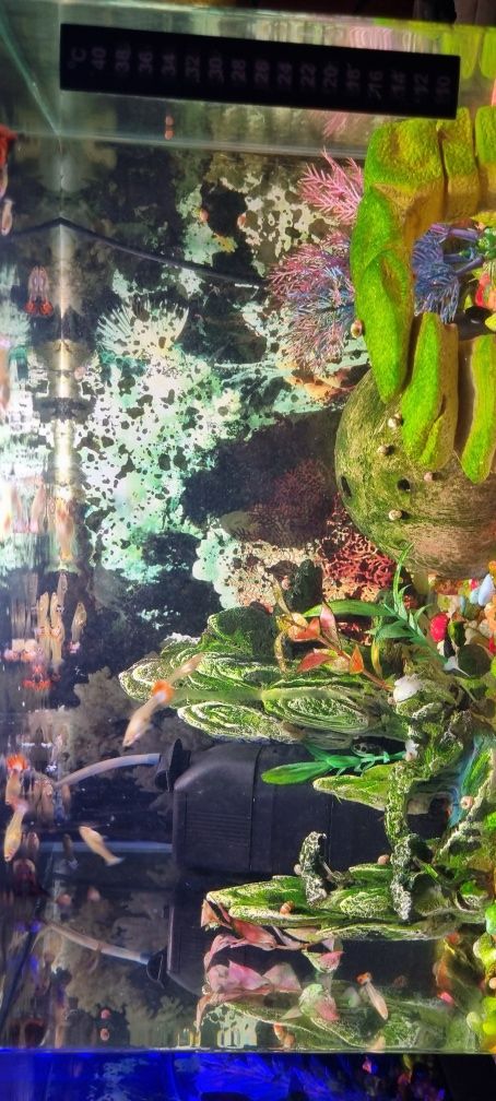 Guppys peixes de aquario