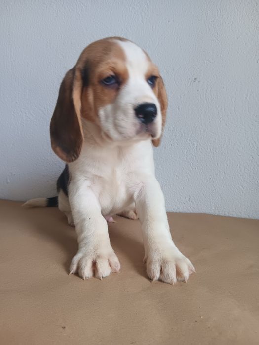 Beagle tricolor  macho