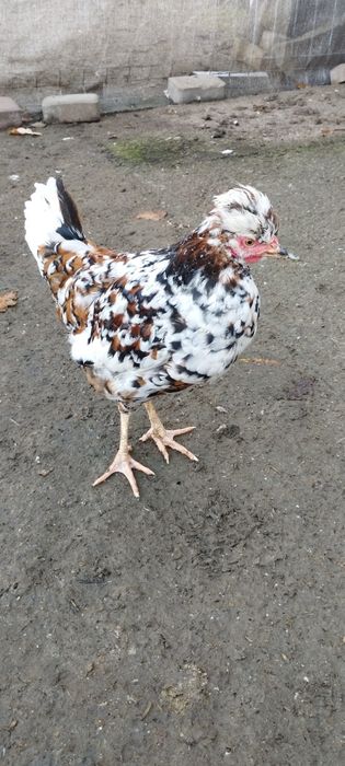 Kogut Czubatka , Australorp.