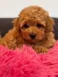 Cavapoo cavalier pudelek