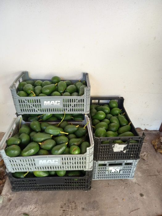 Abacates HASS biologicos