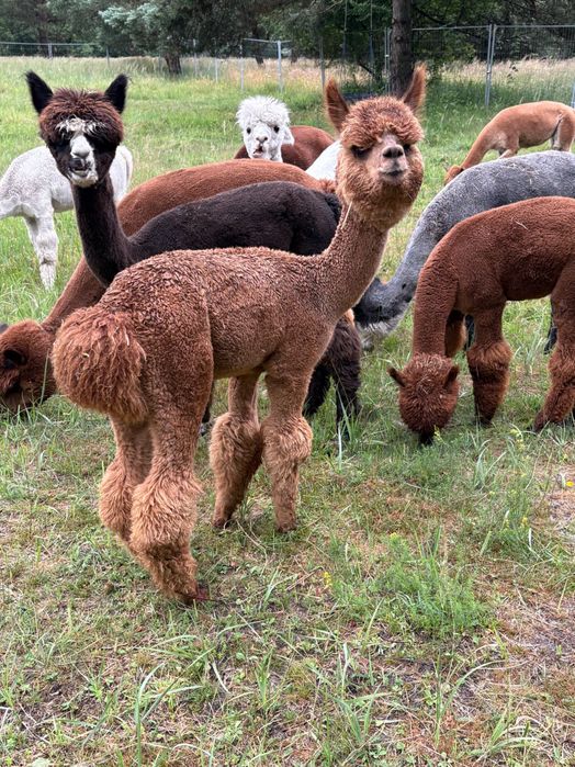 Sprzedam Samice Alpaki