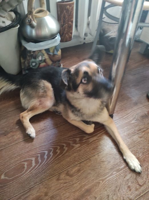 Oddam kundelka w dobre ręce