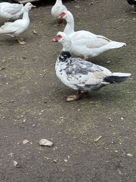 Kaczki/kaczory francuskie białe i czarne