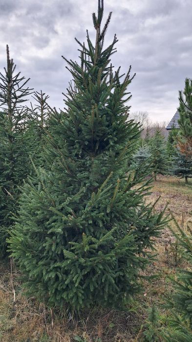Choinki Bożonarodzeniowe - przyjdz sam wybierz