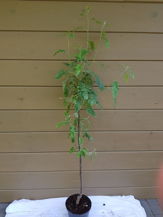 Sorbus ×thuringiaca 'Fastigiata' jarząb turyngski 'Fastigiata'