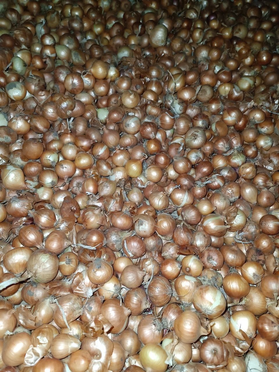 Продам лук севок (арпаж)