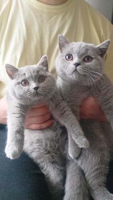 Британські кошенята.