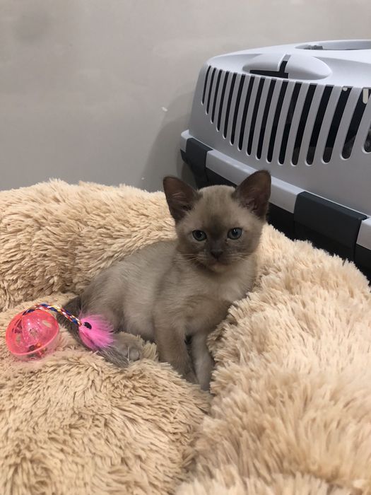 Бурма- Европейская и Американская