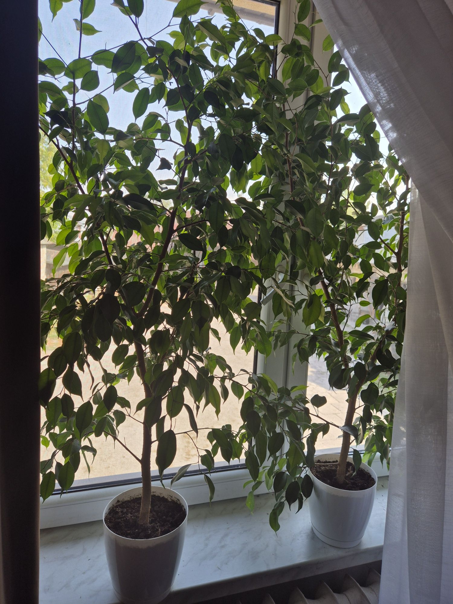 Sprzedam Fikus benjamina