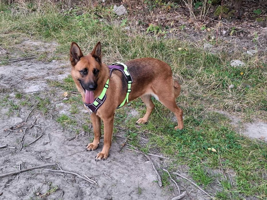 Wera łagodna spokojna sunia szuka domu