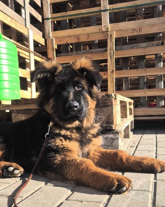 Owczarek niemiecki długowłosy FCI