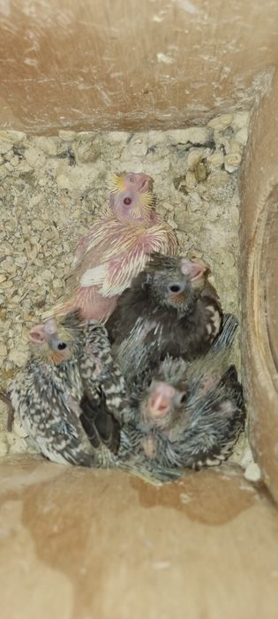 caturras bebés para criar