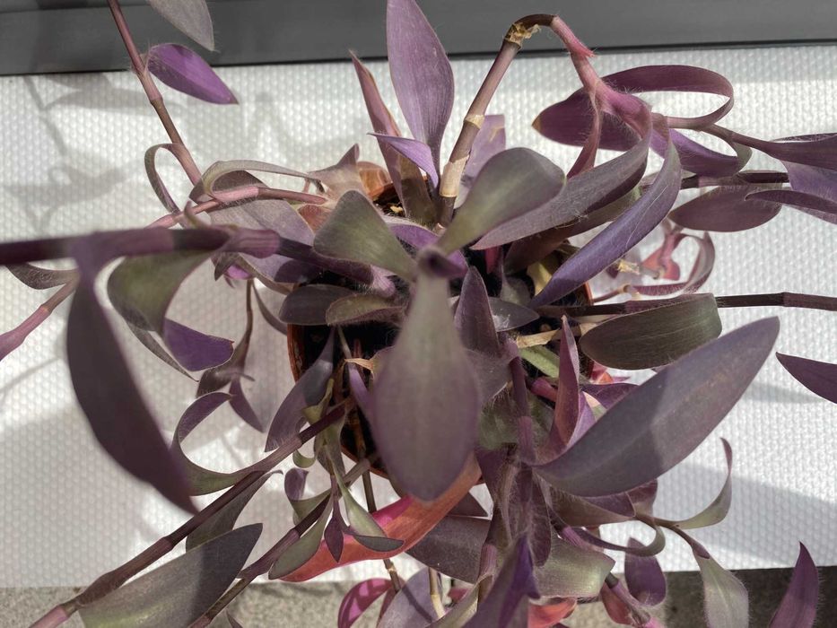 Tradescantia Pallida Purple queen, Wandering Dude, Purple Heart