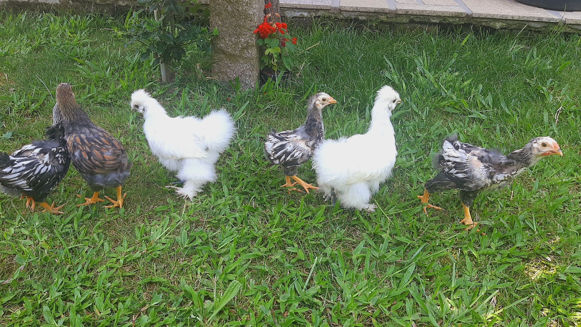 Lote sedosas e wyandottes