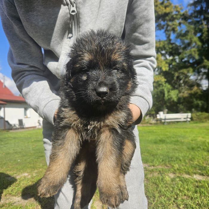 Szczeniak Owczarek Niemiecki