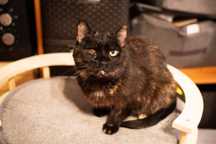 Carmilla szuka domu szylkretka kotka kot adopcja ślepaczek adoptuj